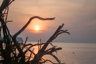 View of driftwood on beach at sunset