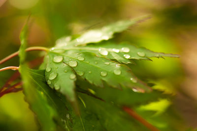 Close-up of wet plant leaves during rainy season