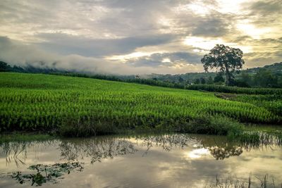 Scenic view of field by lake against sky