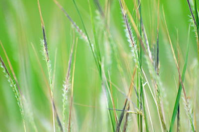 Close-up of crops growing on field