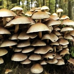 Close-up of mushrooms on log