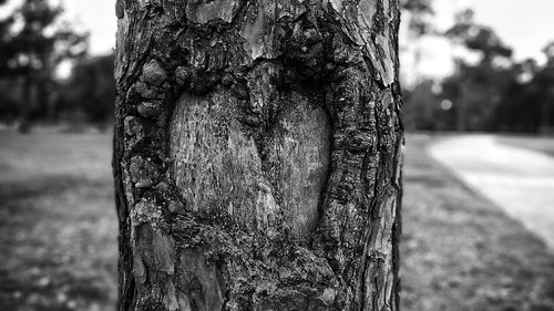 Close-up of tree trunk