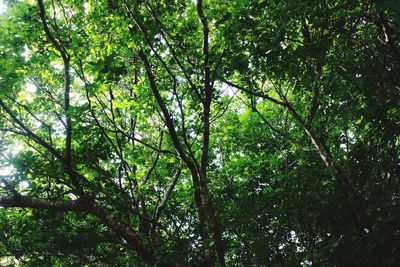 Low angle view of bamboo trees in forest