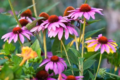 Close-up of eastern purple coneflowers