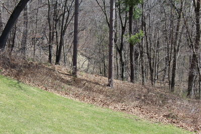 Trees in forest