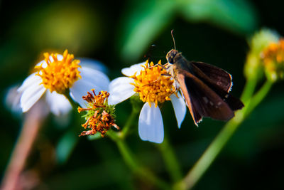 Close-up of butterfly pollinating on flower