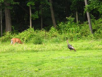 View of birds on field