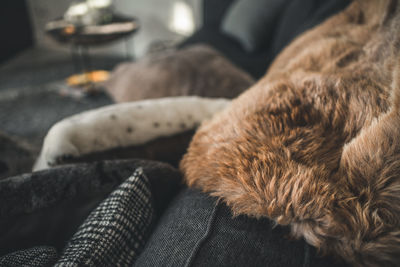 Close-up of dog sleeping at home