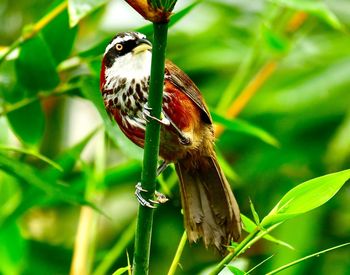 Close-up of a bird perching on plant