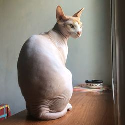 Cat looking away while sitting on table at home