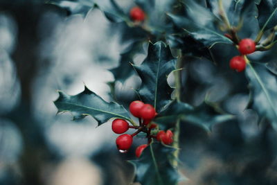 Close-up of red berries growing on tree