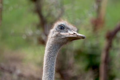 Close-up portrait of bird