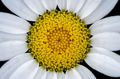 Close-up of white daisy flowers