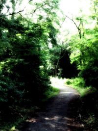 Road passing through forest