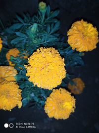 Close-up of yellow flowering plant