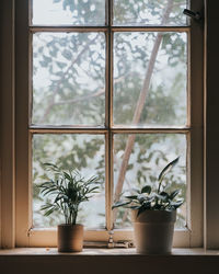 Close-up of potted plant on window sill at home