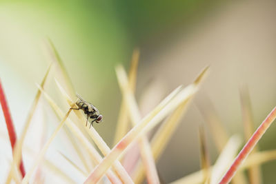 Close-up of insect on cactus thorn