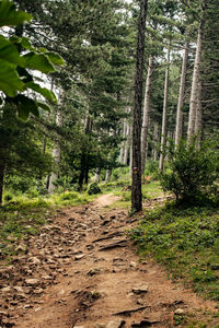 Dirt road amidst trees in forest