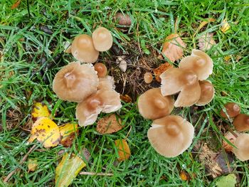 High angle view of mushrooms growing on field