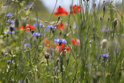 Close-up of poppy flowers blooming on field