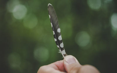 Close-up of hand holding plant