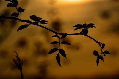 Close-up of silhouette leaves against sky during sunset