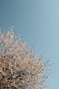 Low angle view of cherry blossom against clear blue sky