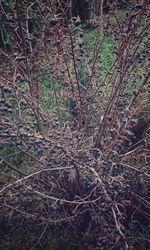 Aerial view of tree in forest