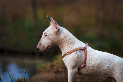 View of a dog looking away