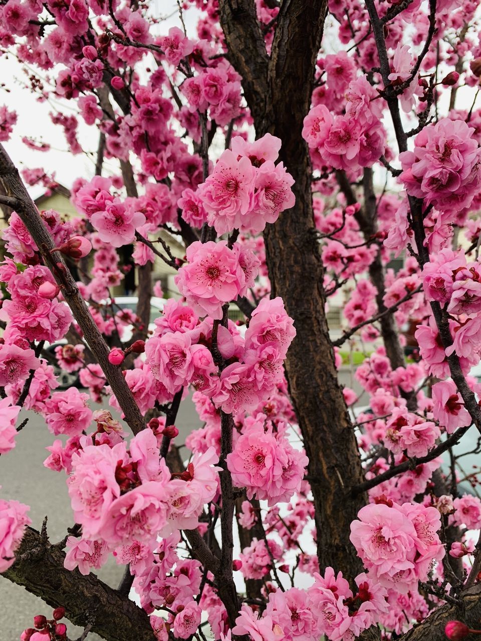 CLOSE-UP OF PINK CHERRY BLOSSOM TREE