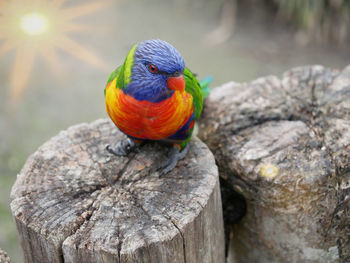 Close-up of parrot perching on wood