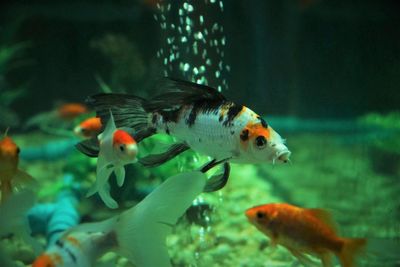 Fish swimming in aquarium fish