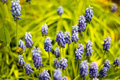 Close-up of purple flowers blooming outdoors