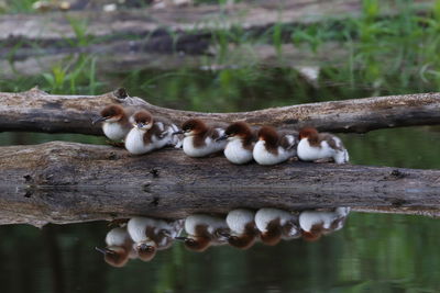 Merganser with its ducklings