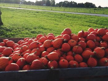 Close-up of fruits in field