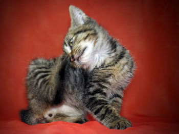 Cat against red background