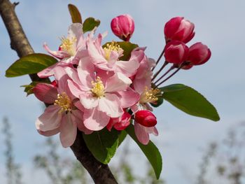 Close-up of pink cherry blossoms