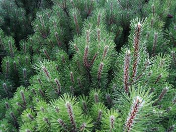 Close-up of pine tree