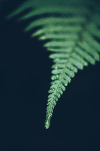 Close-up of fern leaves