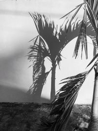 Close-up of palm tree against sky