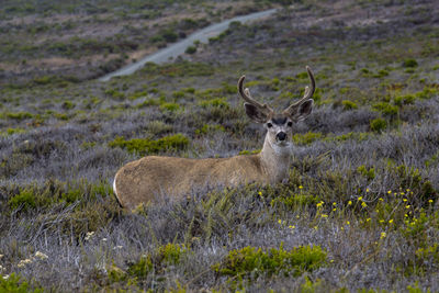 Portrait of deer on field