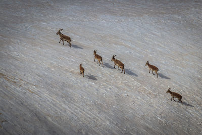 High angle view of horses on snow covered land