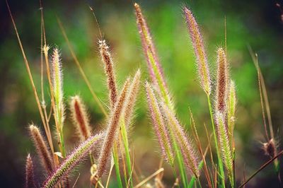 Close-up of plant growing in field
