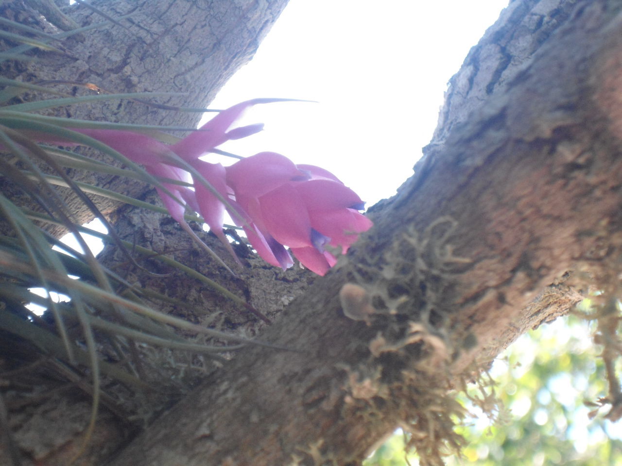 LOW ANGLE VIEW OF WOMAN WALKING ON TREE