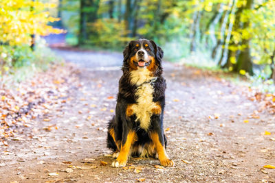 Dog looking away