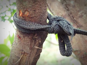 Close-up of lizard on tree trunk