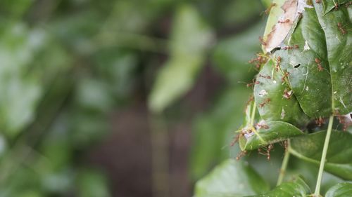 Close-up of insect on plant