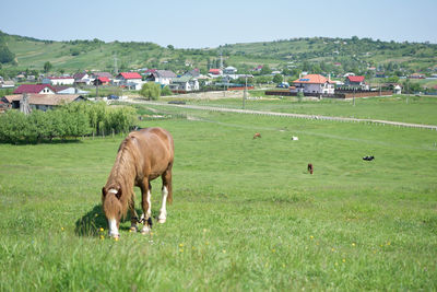 Horses in a field