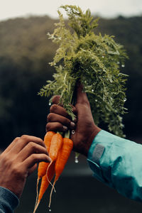 Hand of man holding fresh carrot