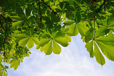 Leaves growing on tree